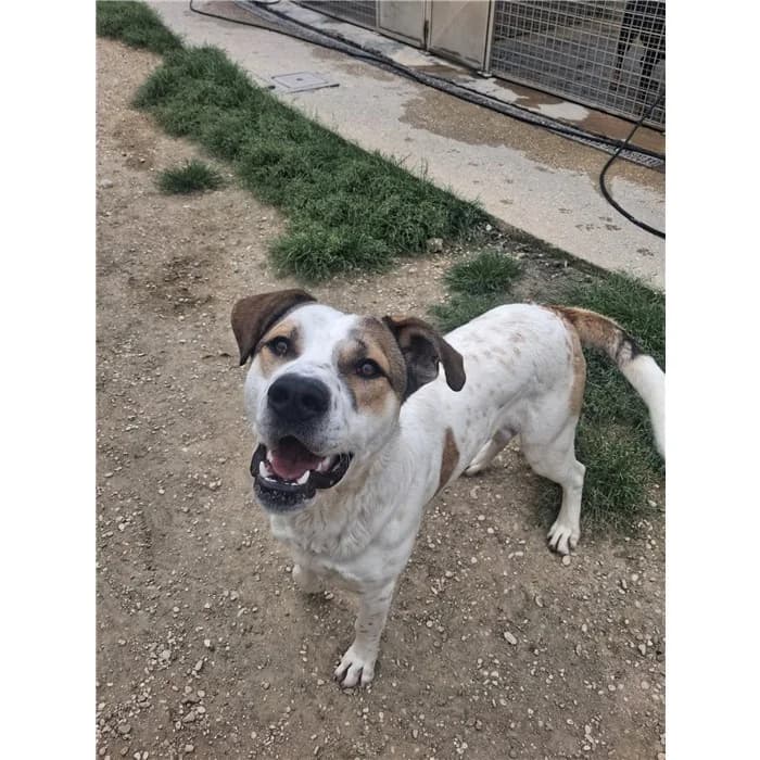 Jung, tricolore male young mixed breed for adoption at Canile della Muratella, Roma