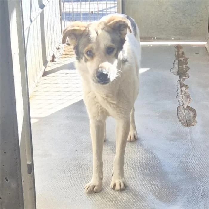 Apple, tricolore male young mixed breed for adoption at Canile della Muratella, Roma