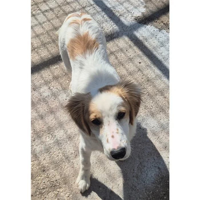 Peppiniello, bianco arancio male puppy mixed breed for adoption at Canile della Muratella, Roma