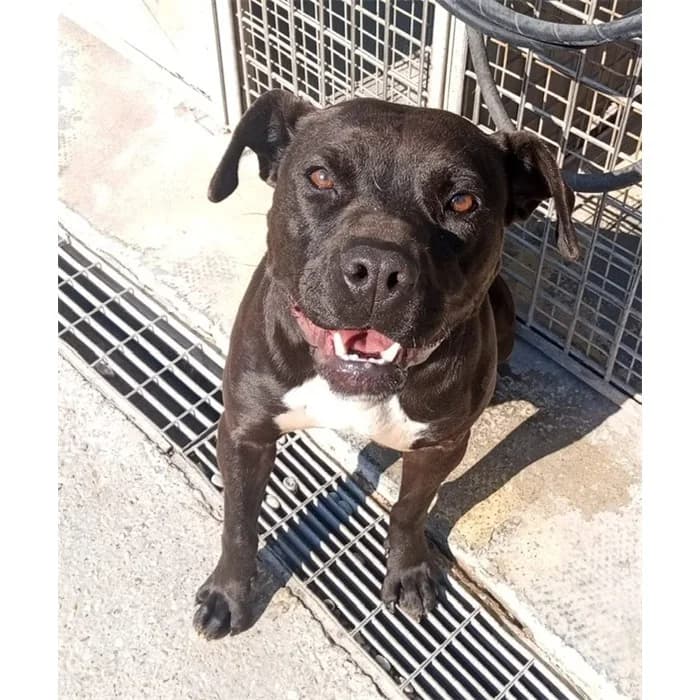 Firtina, Pit Bull Terrier (Canile della Muratella)