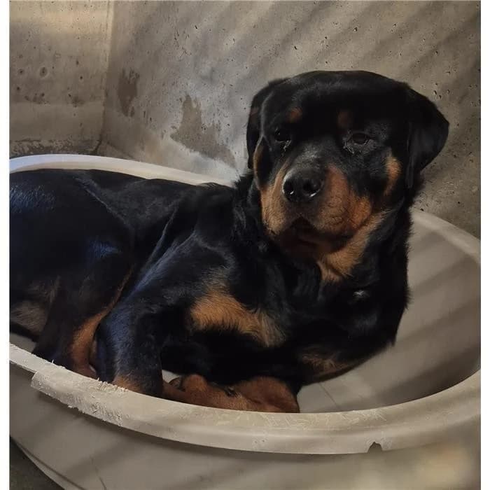 Paride, Nero Focato male young Rottweiler for adoption at Canile della Muratella, Roma
