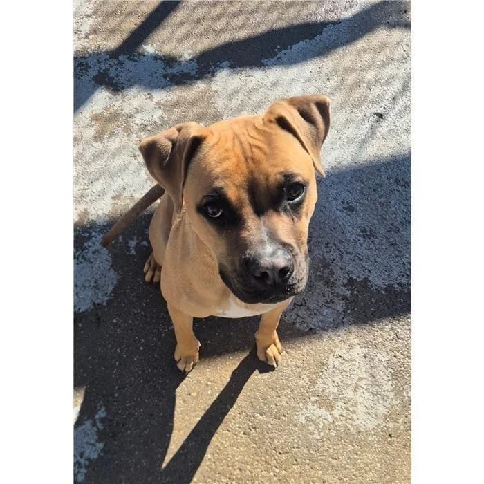 Mercurio, fulvo bianco male young mixed breed for adoption at Canile della Muratella, Roma