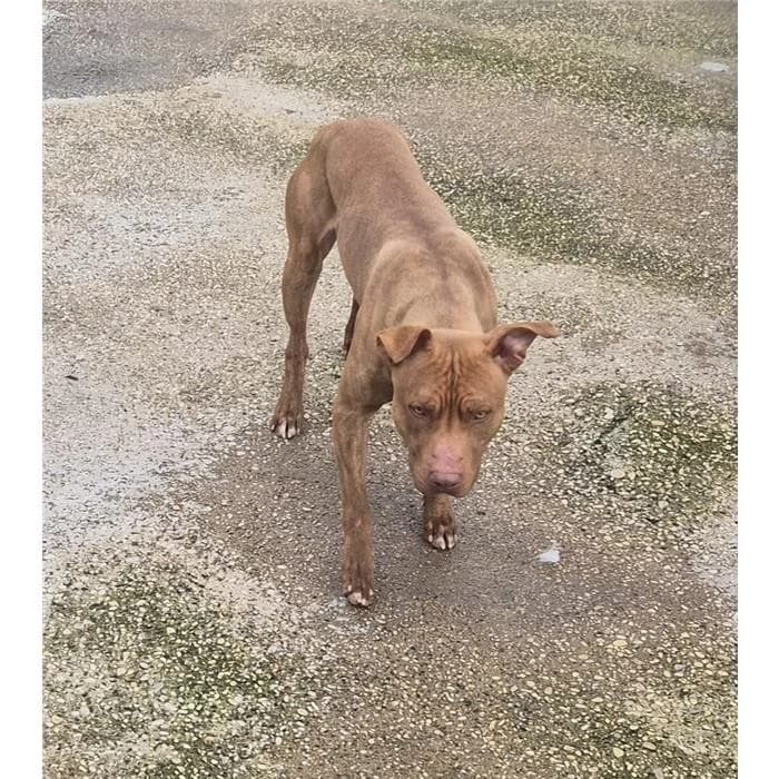 Grido, Pit Bull Terrier (Canile della Muratella)
