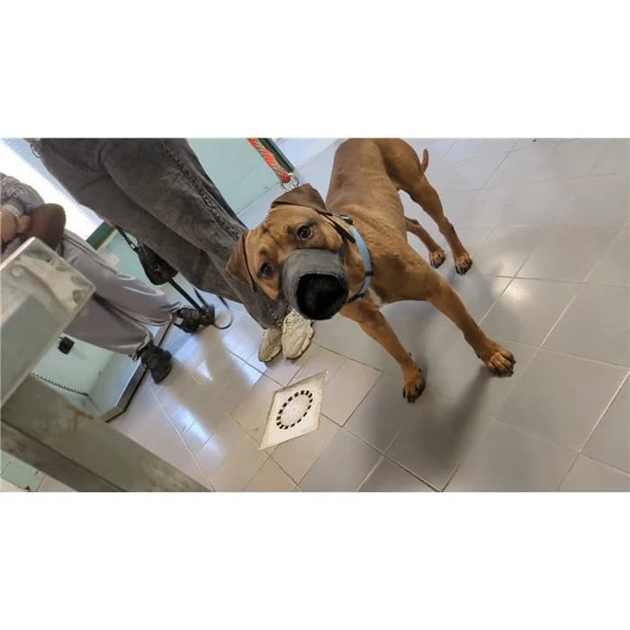 Simba, Fulvo male young Pit Bull Terrier for adoption at Canile della Muratella, Roma