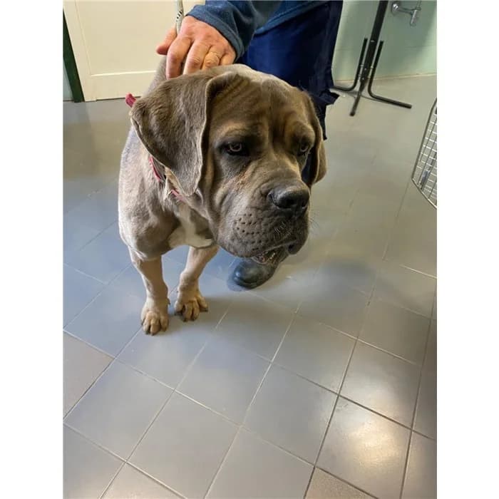 Kroll/paco, grigio male young Cane Corso for adoption at Canile della Muratella, Roma