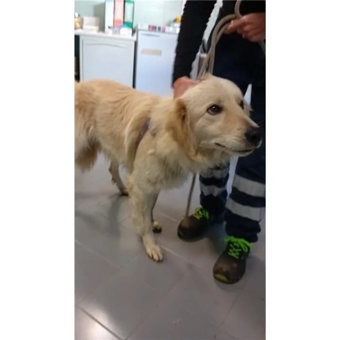 Jamiro, Bianco beige male young mixed breed for adoption at Canile della Muratella, Roma