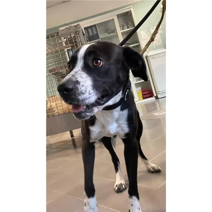 Frenky, Nero Bianco male young mixed breed for adoption at Canile della Muratella, Roma