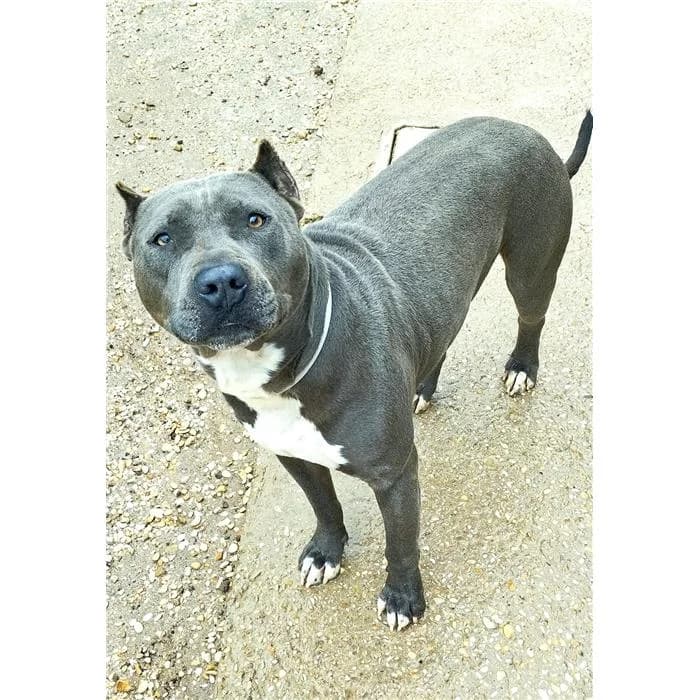 Zeus, Pit Bull Terrier (Canile della Muratella)