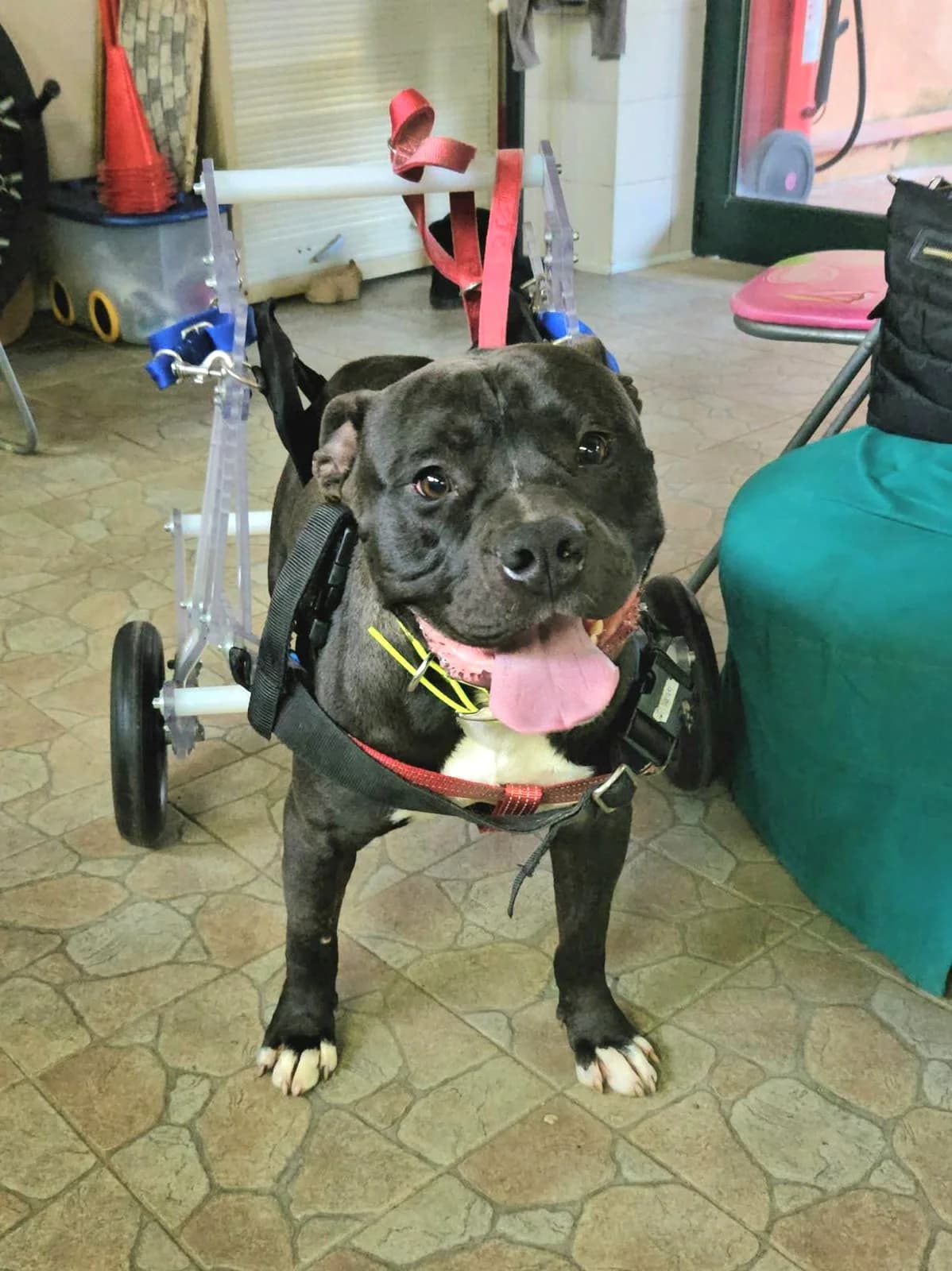 Amore,  Mixed Breed for adoption at Lega del Cane, Rome
