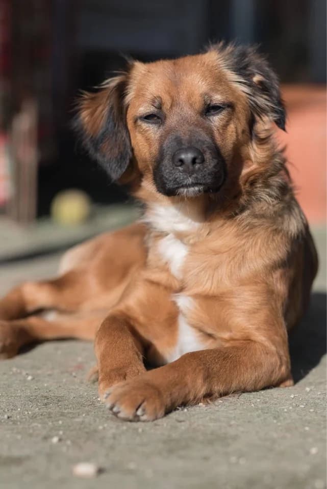 Ariel, tan female Mixed Breed for adoption at Kočičí Útulna Sissi (Praha), Praha