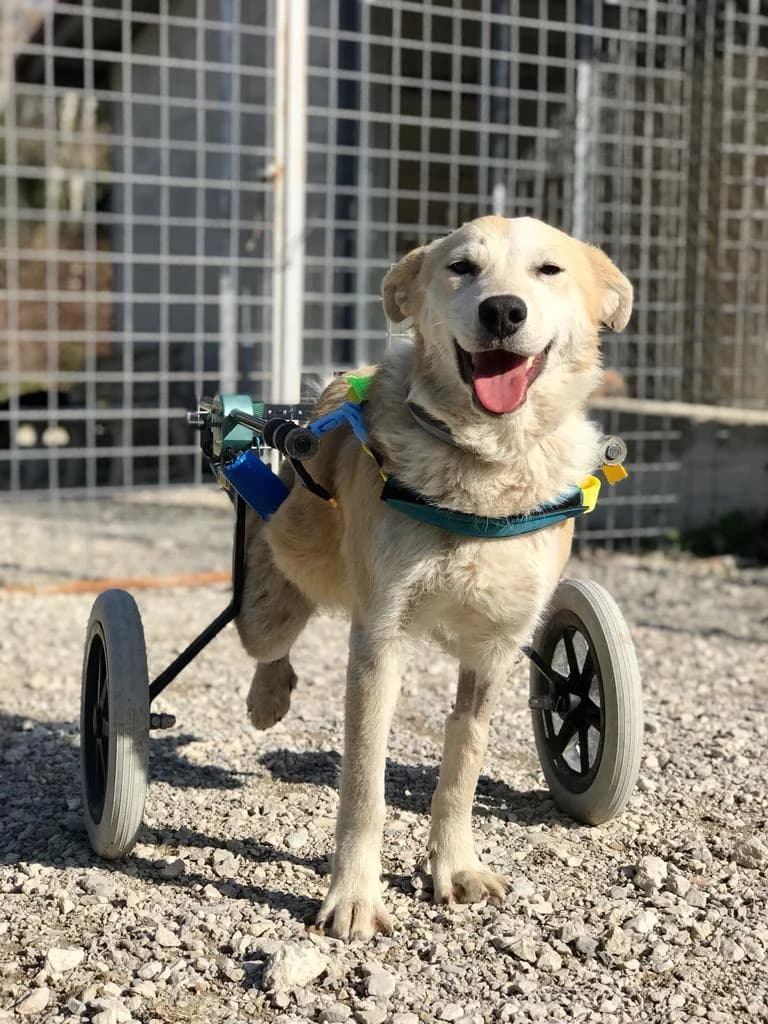 Bart, male Mixed Breed for adoption at Lega del Cane, Rome