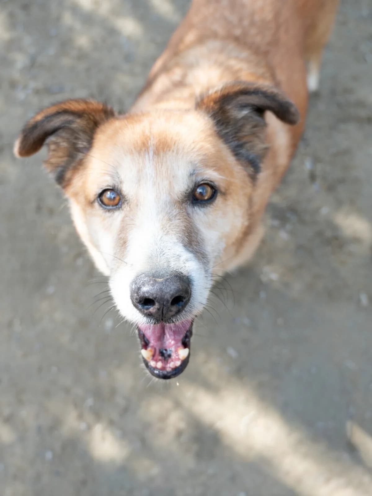 Beethoven, male Mixed Breed for adoption at Lega del Cane, Rome