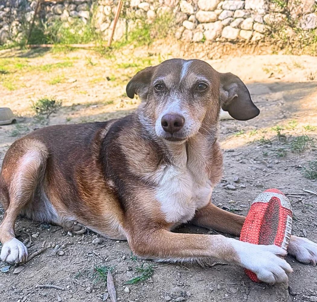 Bella, female Mixed Breed for adoption at Lega del Cane, Rome