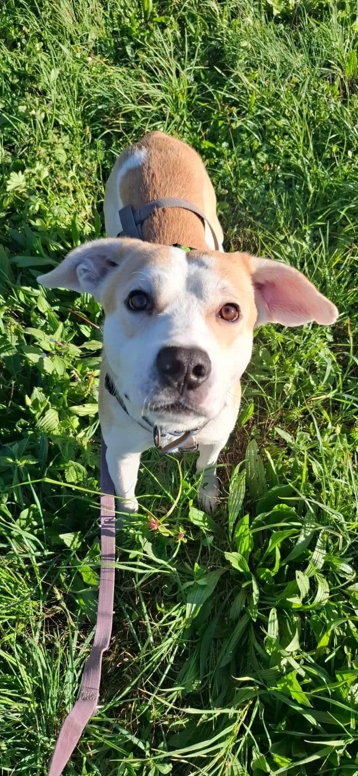 Cactus, male young mixed breed for adoption at Canile Oasi Torino, Turin