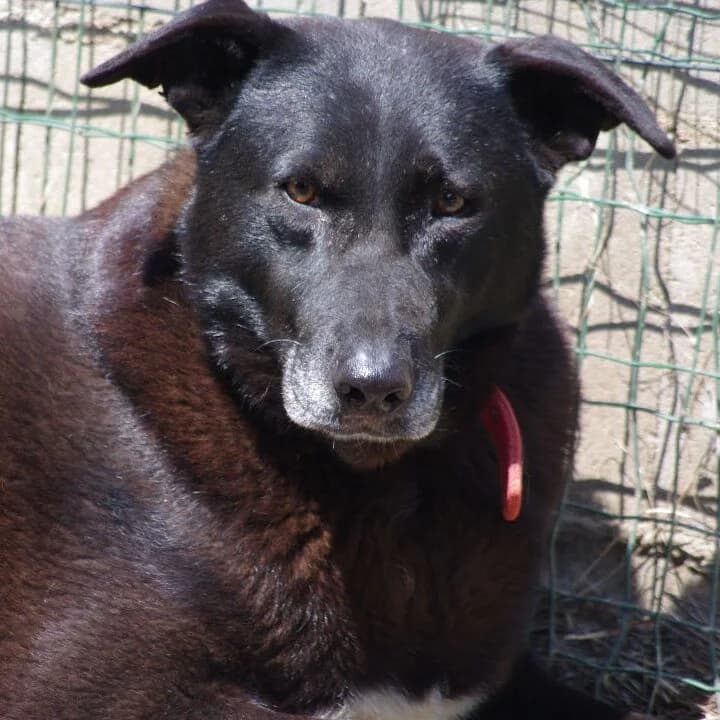 Camilla,  Mixed Breed for adoption at Lega del Cane, Rome