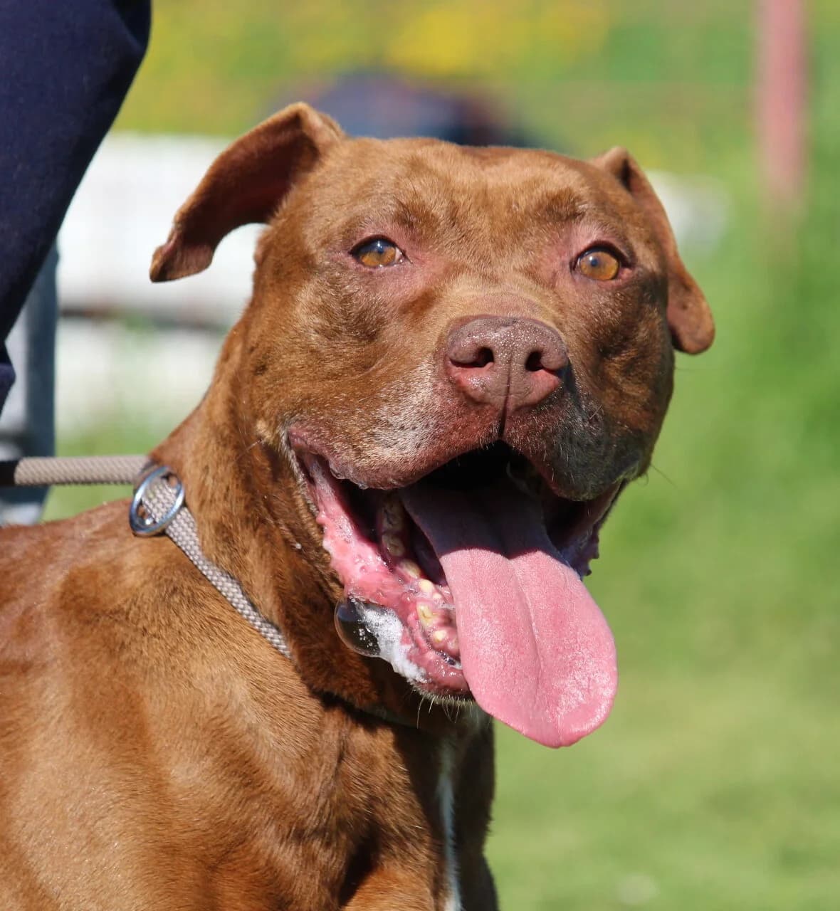 Cannella, Mixed Breed for adoption at Lega del Cane, Rome