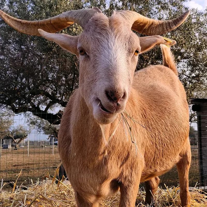 Freddy, tan male Mixed Breed for adoption at Lega del Cane, Rome