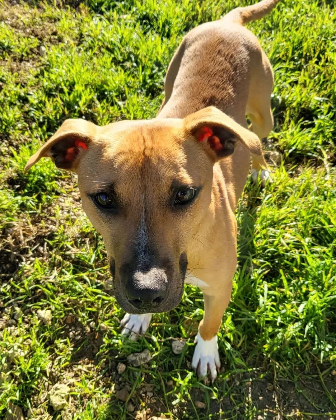Caramella, female Mixed Breed for adoption at Lega del Cane, Rome