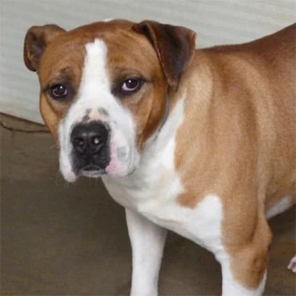 Cesare, male Mixed Breed for adoption at Lega del Cane, Rome