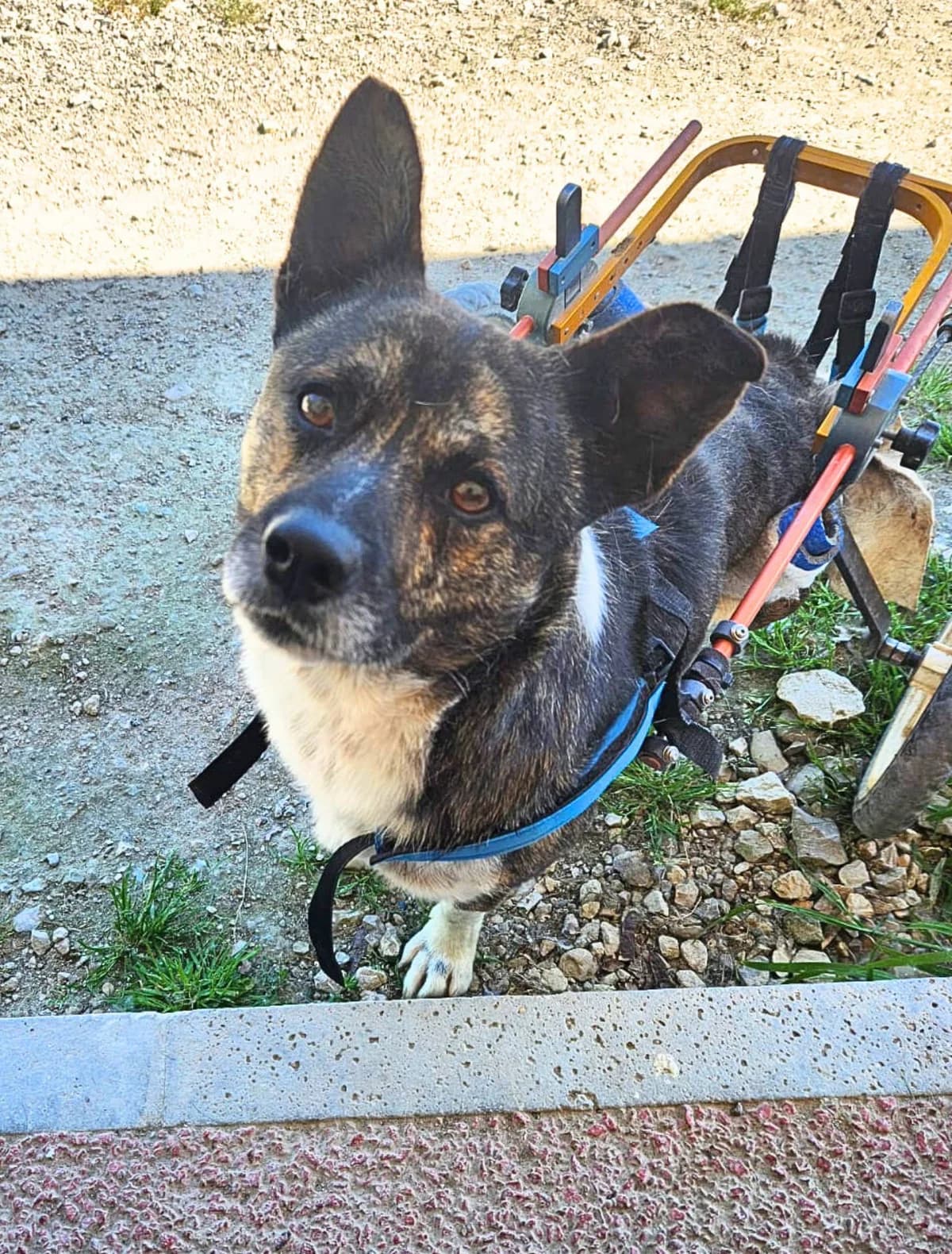 Chuck, Mixed Breed for adoption at Lega del Cane, Rome