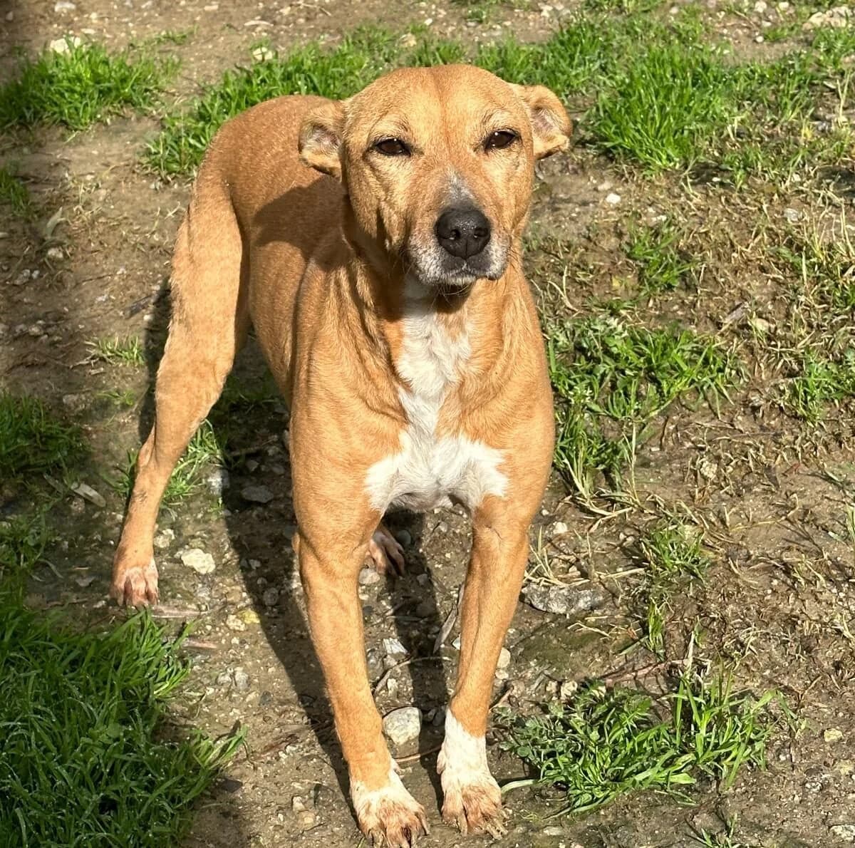 Circe, female Mixed Breed for adoption at Lega del Cane, Rome
