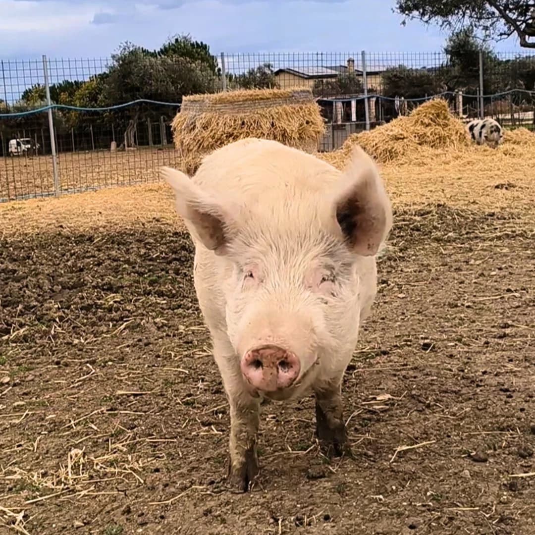 Clara, Mixed Breed for adoption at Lega del Cane, Rome