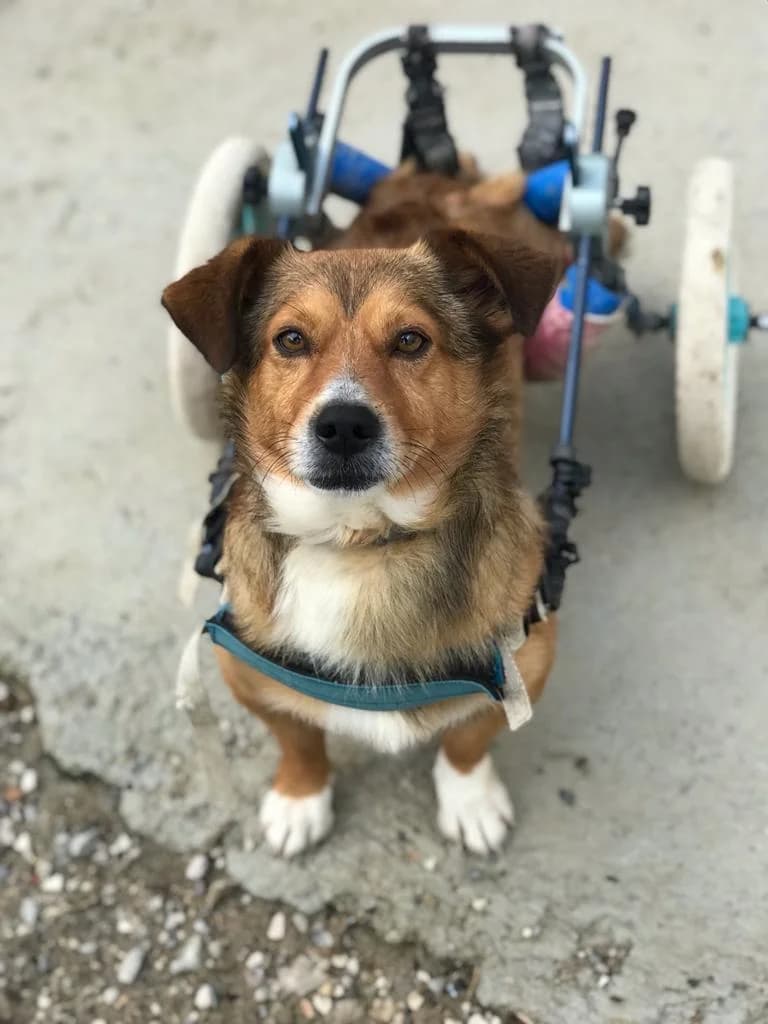 Deddy,  Mixed Breed for adoption at Lega del Cane, Rome