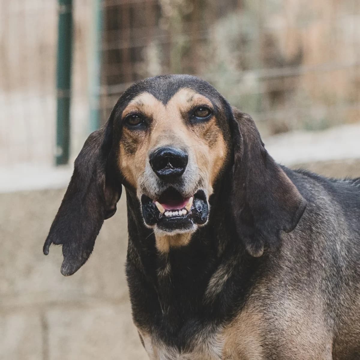 Dumbo,  Mixed Breed for adoption at Lega del Cane, Rome