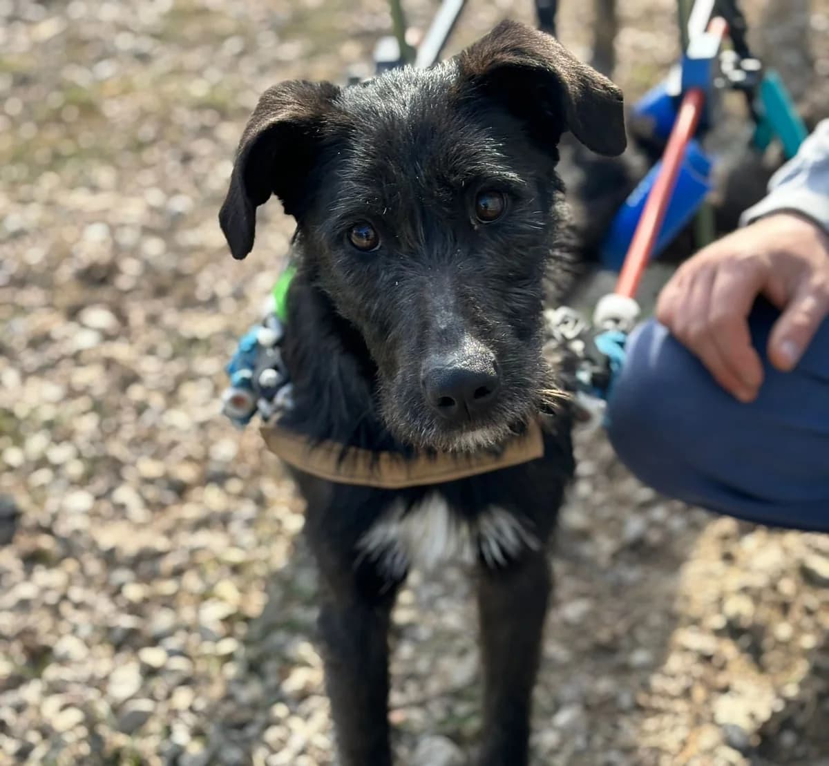 Elena,  Mixed Breed for adoption at Lega del Cane, Rome