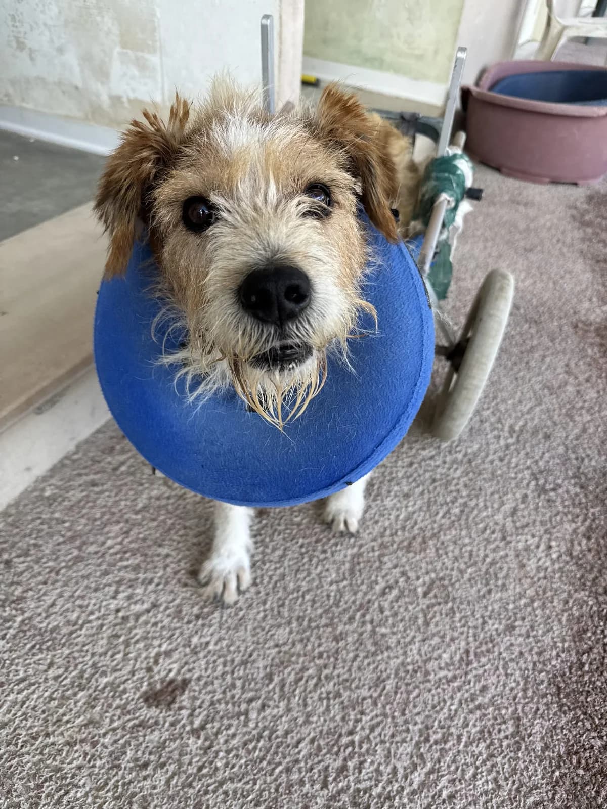 Elenio, male Mixed Breed for adoption at Lega del Cane, Rome