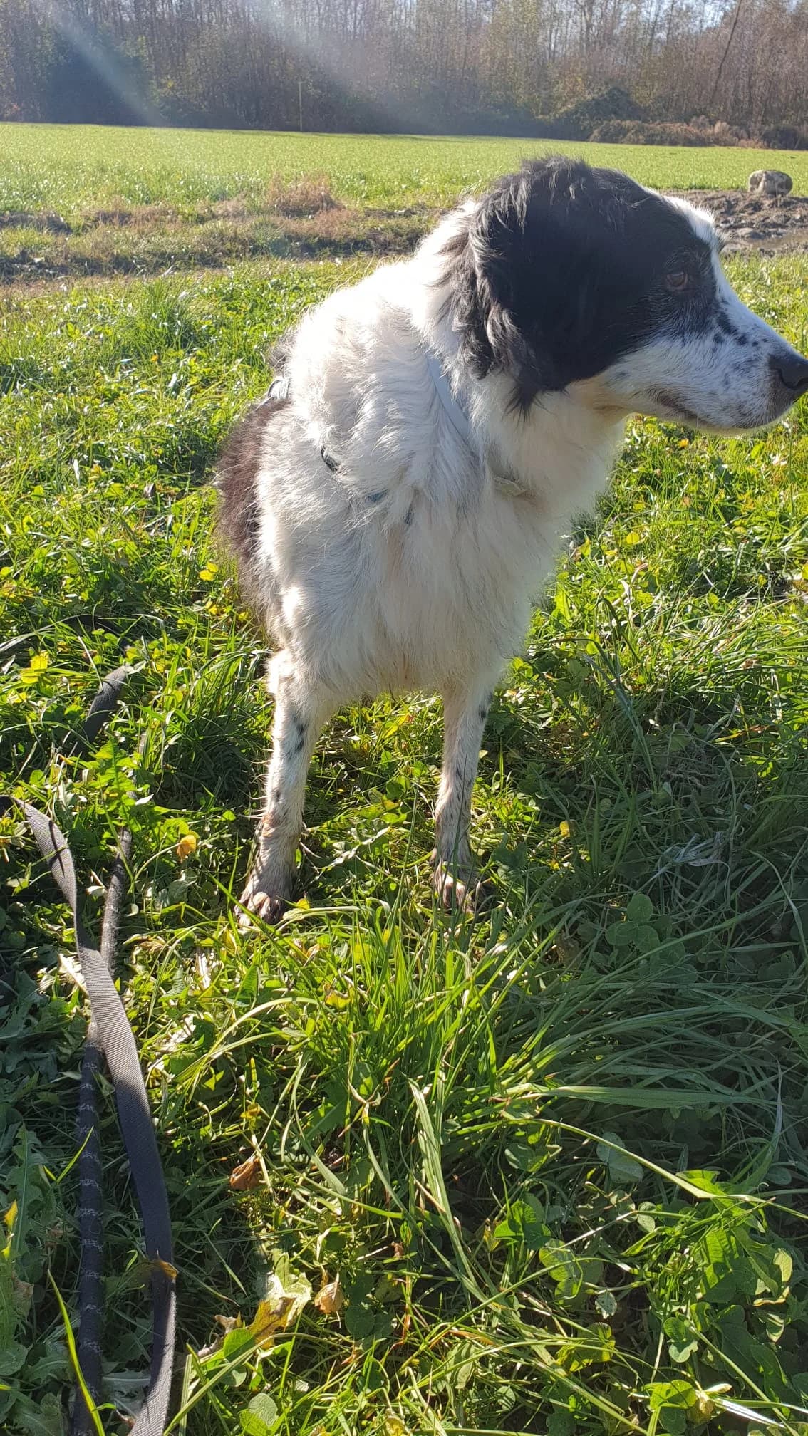 Elliot, male senior mixed breed for adoption at Canile Oasi Torino, Turin