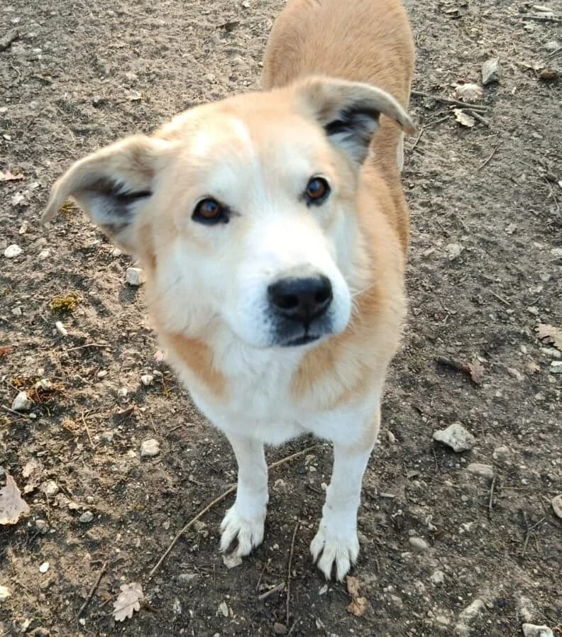 Elvis, Mixed Breed for adoption at Lega del Cane, Rome