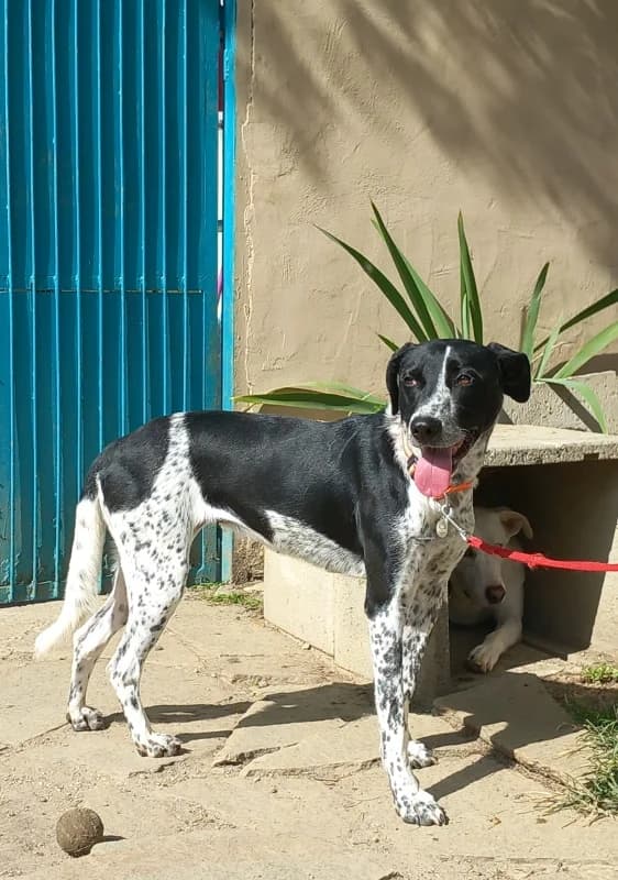 Fanny, female 5yo mixed breed for adoption at Canile Oasi Torino, Turin