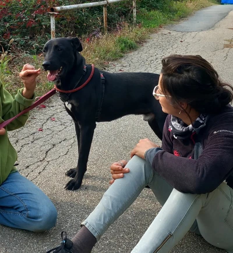 Fausto, female 4yo mixed breed for adoption at Canile Oasi Torino, Turin