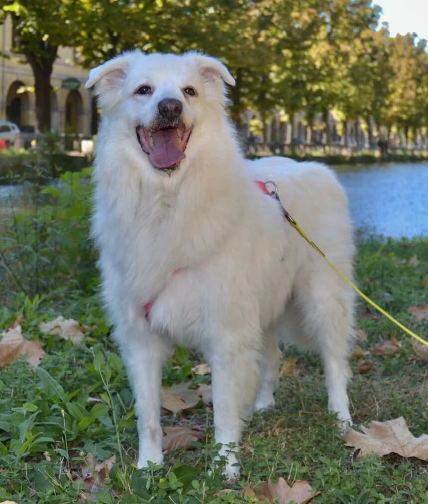Feliz,  Mixed Breed for adoption at Lega del Cane, Rome