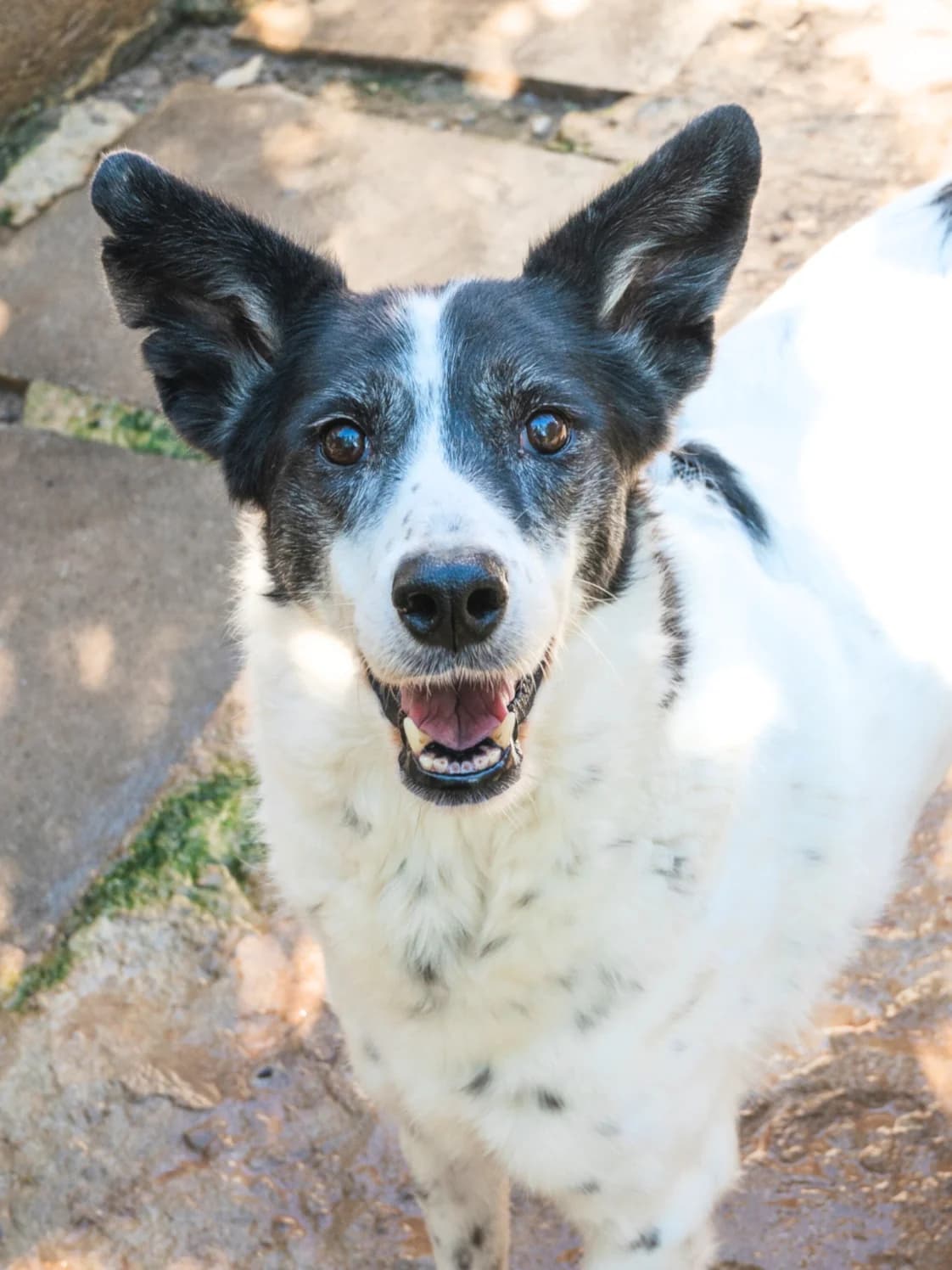 Giulia, Mixed Breed for adoption at Lega del Cane, Rome