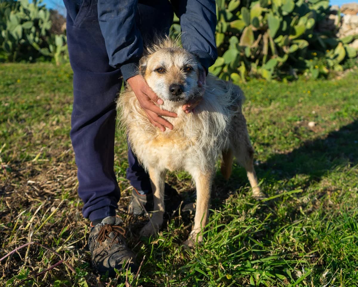 Iena, female Mixed Breed for adoption at Canile di Monopoli, Monopoli (BA)