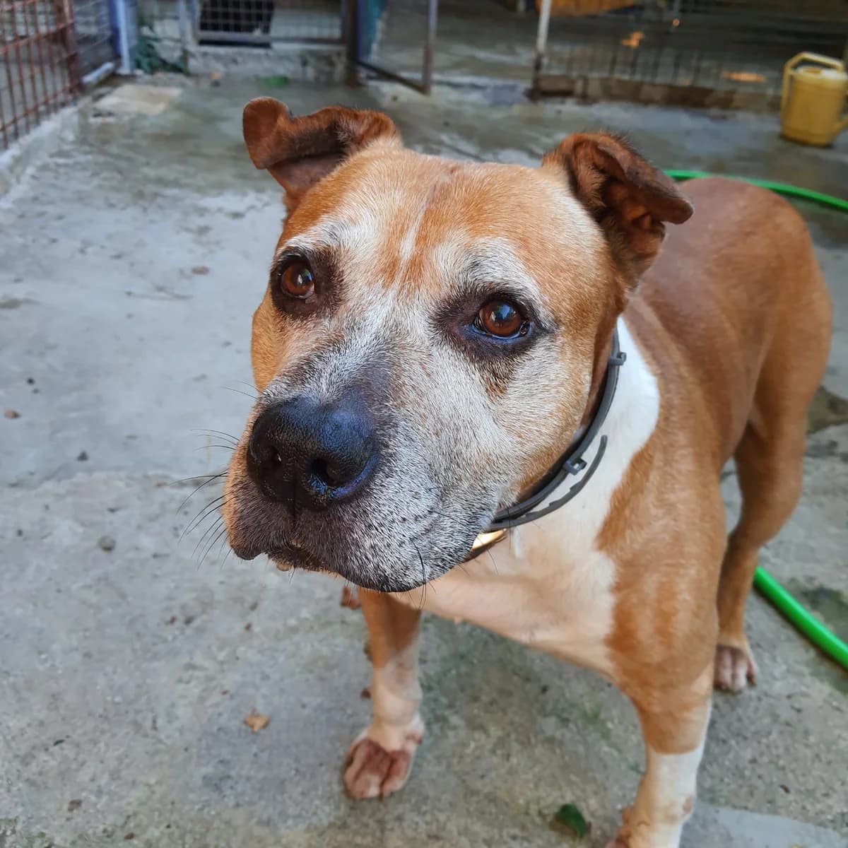 Iron, male Mixed Breed for adoption at Lega del Cane, Rome