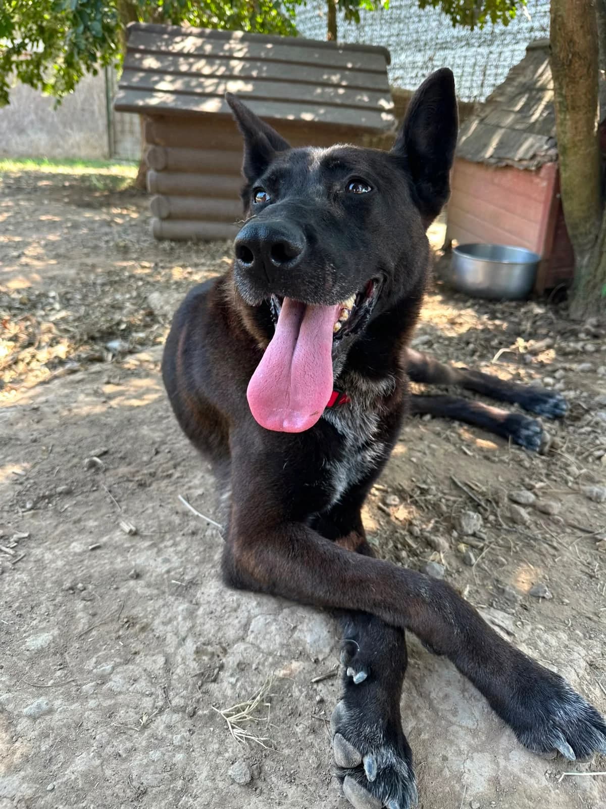 Ellen,  5yo Mixed Breed for adoption at A.S.P.A. Onlus