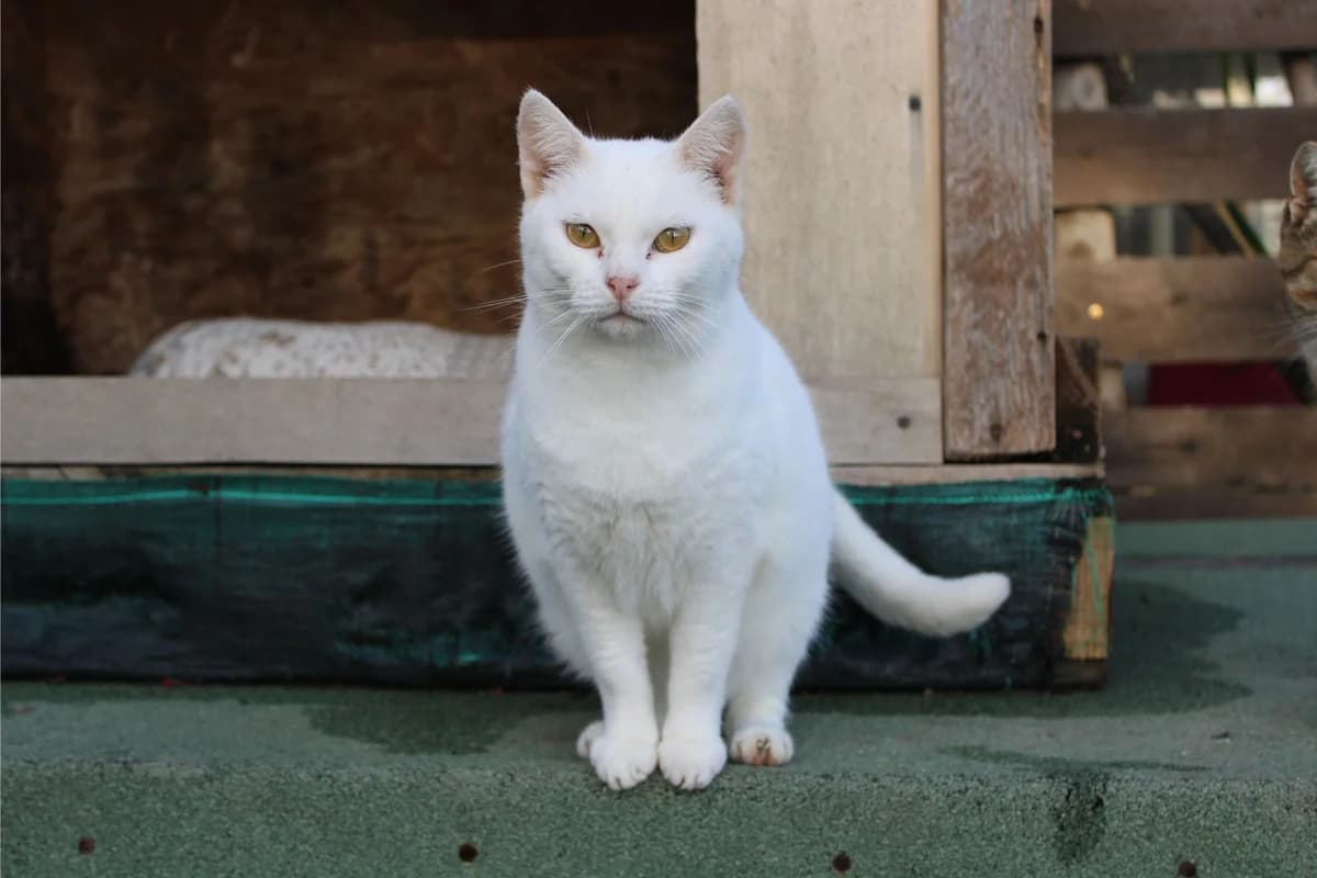 Elsa, female young Mixed Breed for adoption at A.S.P.A. Onlus