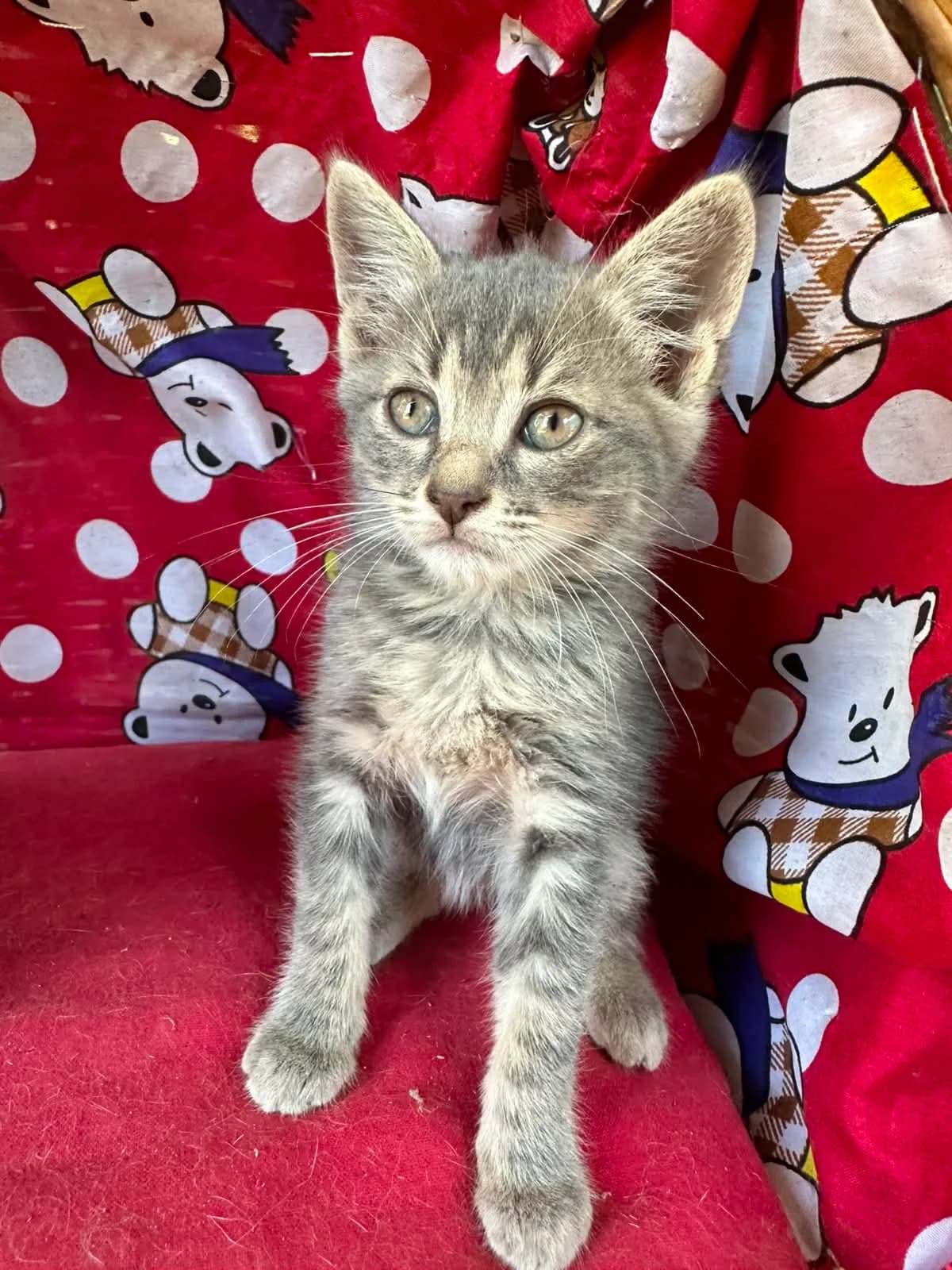 Elvis,  puppy Mixed Breed for adoption at A.S.P.A. Onlus
