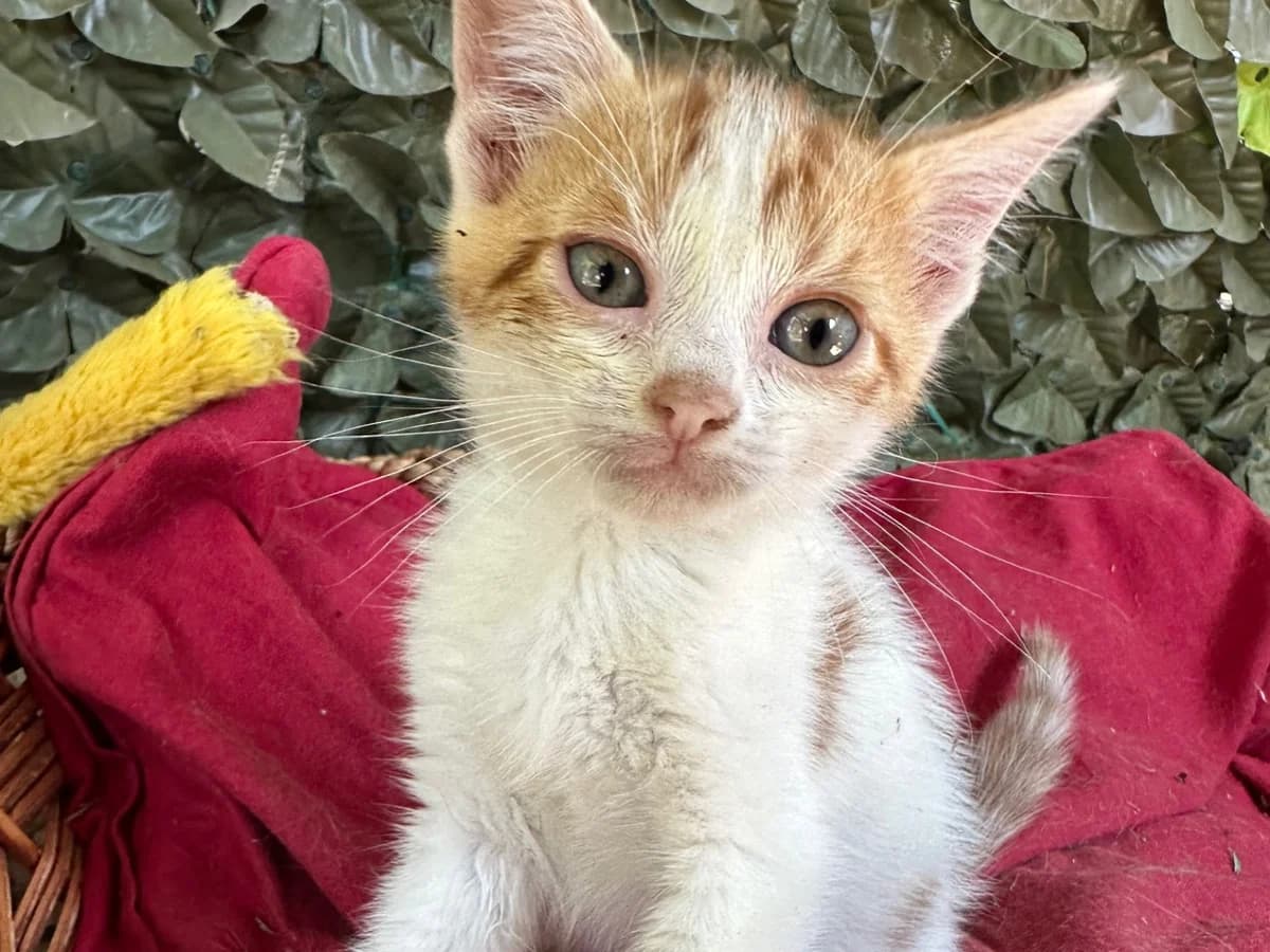 Eminem,  puppy Mixed Breed for adoption at A.S.P.A. Onlus