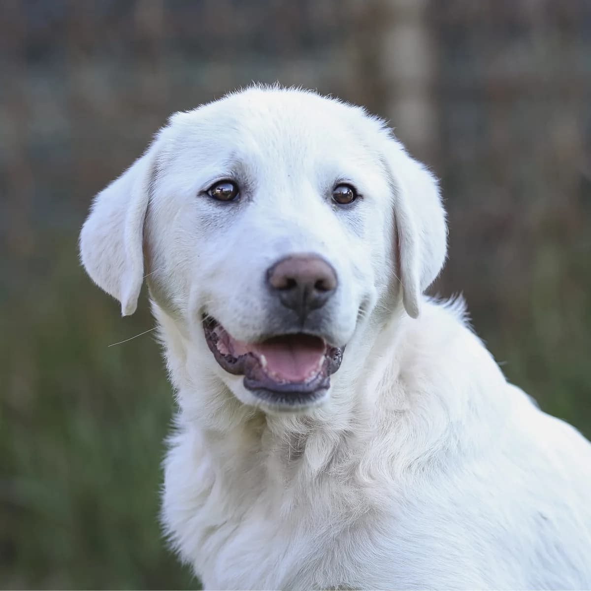 Fiocco,  puppy Mixed Breed for adoption at A.S.P.A. Onlus