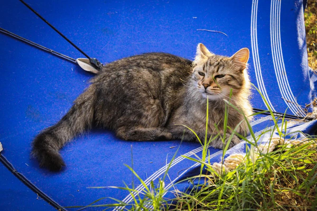 Kiss,  5yo Mixed Breed for adoption at A.S.P.A. Onlus