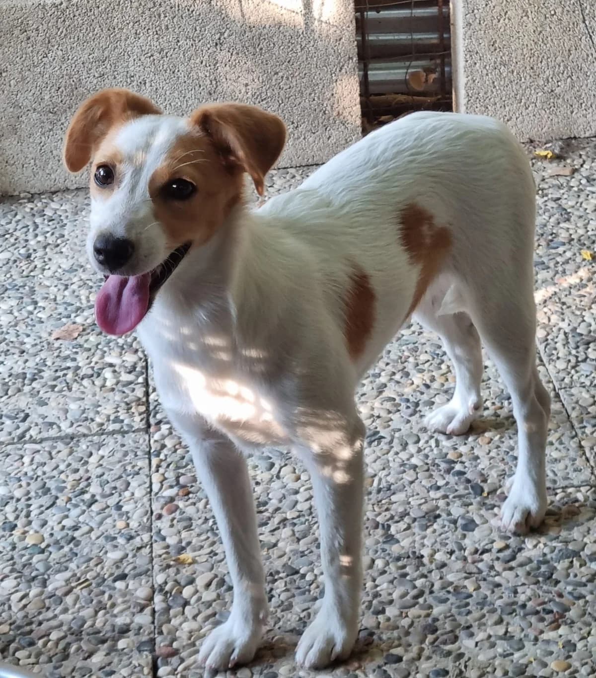 Lola,  puppy Mixed Breed for adoption at A.S.P.A. Onlus