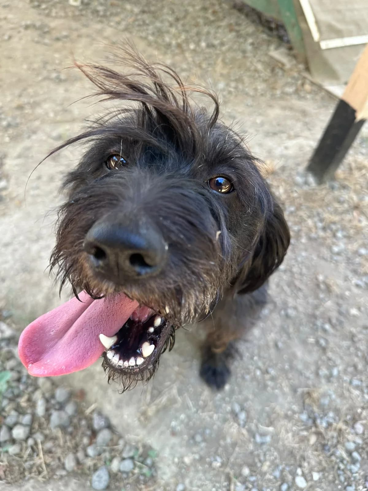 Morgana, female 5yo Mixed Breed for adoption at A.S.P.A. Onlus