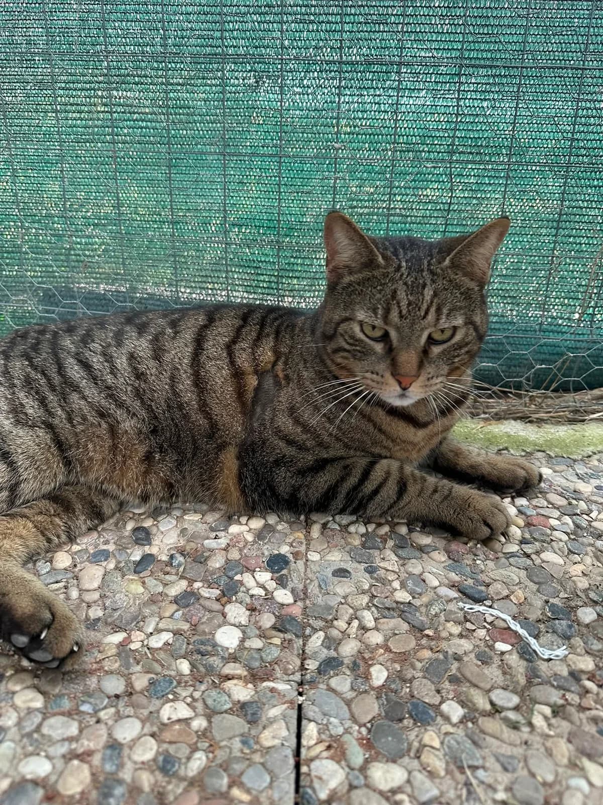 Oste,  young Mixed Breed for adoption at A.S.P.A. Onlus