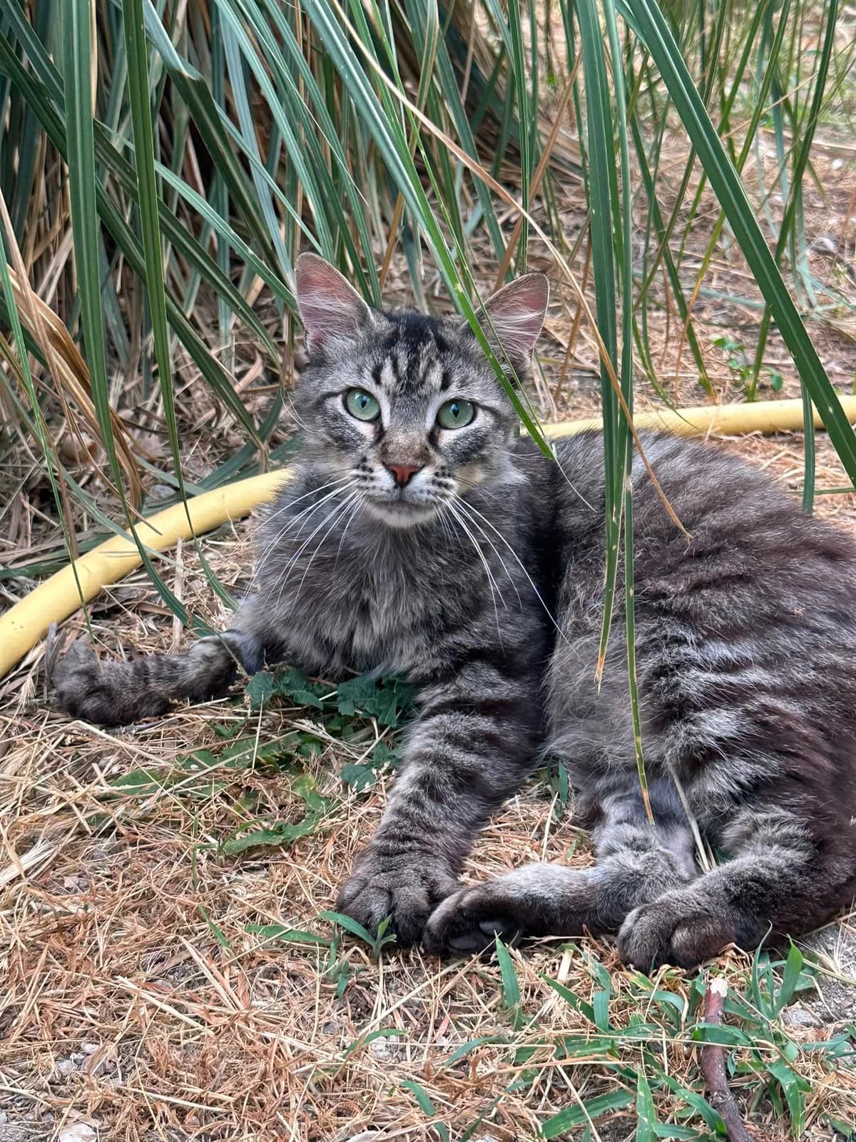 Pascià,  young Mixed Breed for adoption at A.S.P.A. Onlus