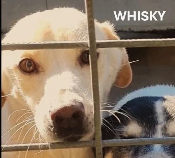 WHISKY, Mixed Breed (ACL ODV Roma)