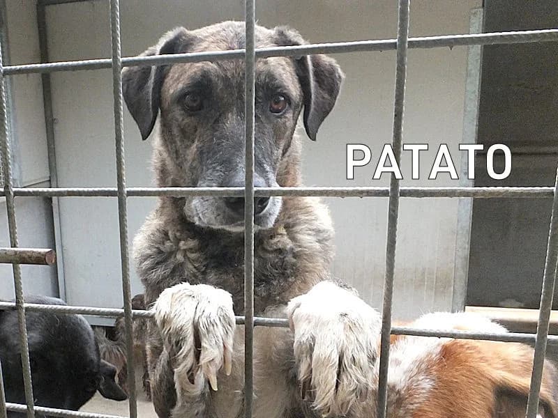 PATATO,  Mixed Breed for adoption at ACL ODV Roma